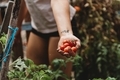 A young womans hand showing freshly picked cherry tomatoes from a vegetable garden - PhotoDune Item for Sale