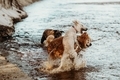 Two dogs playing in the sea  - PhotoDune Item for Sale