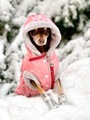 doggy in winter clothes and boots in the snow - PhotoDune Item for Sale