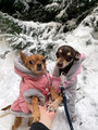 Snowy weather Dogs in the forest  - PhotoDune Item for Sale
