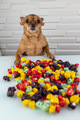 Dog with colourful pop corn - PhotoDune Item for Sale