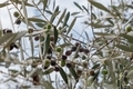 Olives hang on branches, as background a blue sky. - PhotoDune Item for Sale