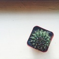 Cactus - PhotoDune Item for Sale
