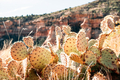 Cactus in the desert of arizona - PhotoDune Item for Sale