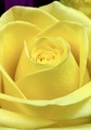 Close up of a yellow rose  - PhotoDune Item for Sale