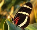 Beautiful brown, red and white butterfly resting on a green leaf.   - PhotoDune Item for Sale