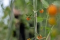 Small tomatoes in the green house - PhotoDune Item for Sale