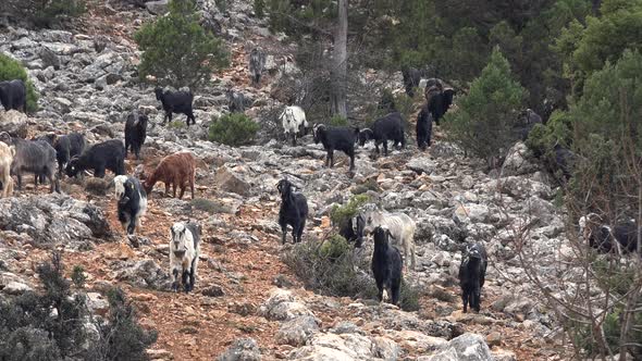 Herd of Goats Coming Down Hill in Forest