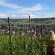 Woman Walking in Swiss Vineyards - VideoHive Item for Sale