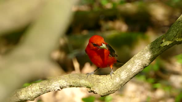 Chirping Scarlet Tanager perched on a branch in the woods.