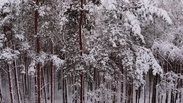 Aerial View of Snowcovered Branches Trunks of Trees Covered Layer of Snow