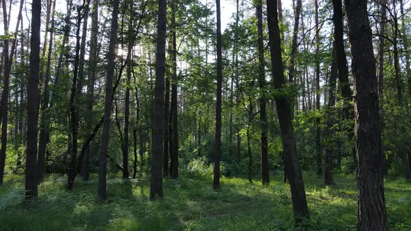 Beautiful Green Forest on a Summer Day Slow Motion