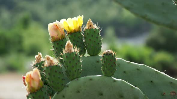 Cactus Opuntia Prickly Pear with Edible Yellow Fruits. Turkey.