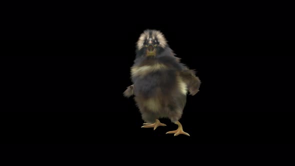 14 Baby Chicks Dancing 4K