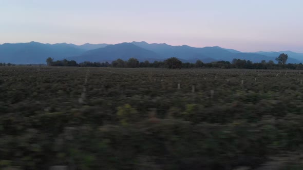 Aerial flight over beautiful vineyard landscape in Kvareli, Georgia