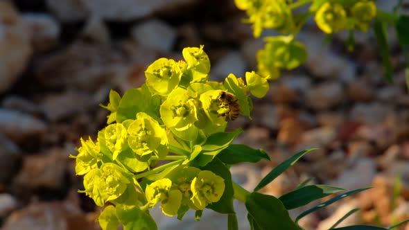 Honey Bee Gathering Nectar From Yellow Euphorbia Nicaeensis Flowers