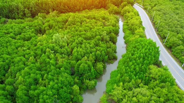 4K : Aerial view over beautiful mangrove forest. Drone Footage