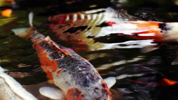 A colorful variety of ornamental Koi-Carp fishes or Kohaku is one of the gosanke, the ‘Big Three’, c