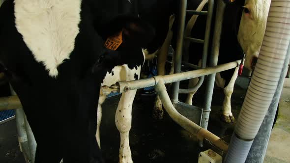 Shot of the Cow's in the Milking System