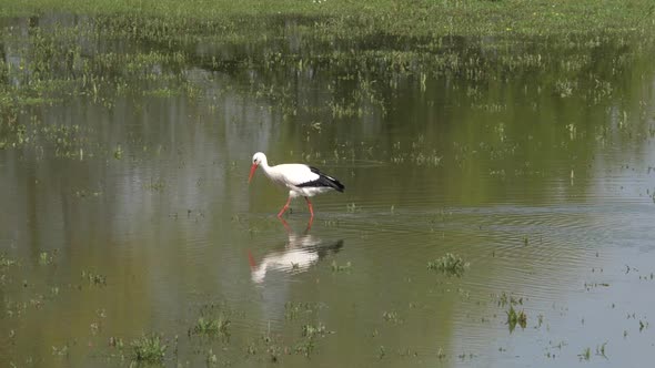 Stork looking for food at the floodplains of the river IJssel in the Netherlands