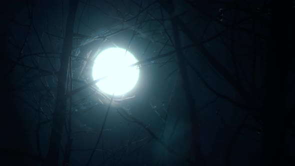 Moonlight Night Moon Branch Lamp Forest Tree Blue