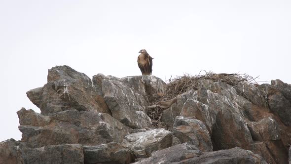 A Hawk Watches From its Nest in Rock