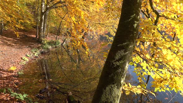 Reflection of Autumn Colors on the Lake Surface in the Yellow Forest