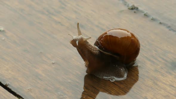 Snail Crawling Under The Heavy Rain, Gigant Snail On The Wooden Floor