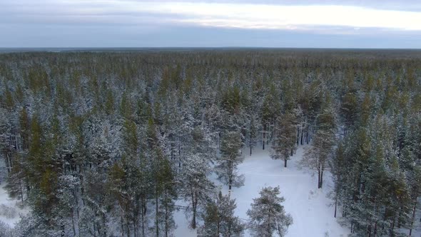 Flight Over a Taiga Forest in Winter