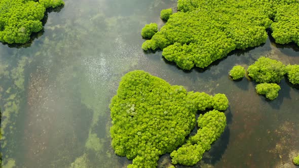 Aerial View of Mangrove Forest and River