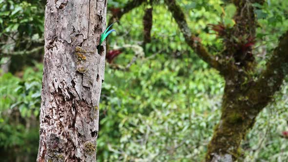 Green Tail of Costa Rica Resplendent Quetzal (pharomachrus mocinno), a Beautiful Tropical Bird, Amaz