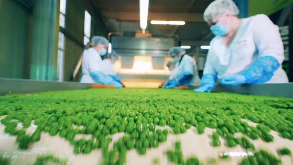 Factory Employees are Processing Green Peas on the Conveyor
