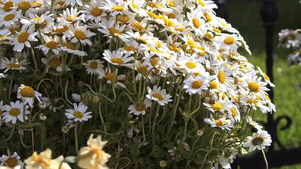 Spring Yellow And White Daisy Flower Bundles