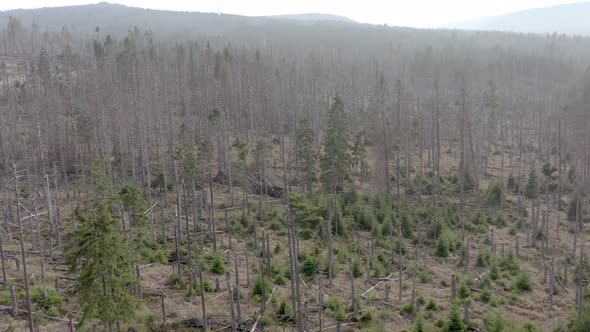 Dead and Dying Forest Caused by the Bark Beetle Aerial View