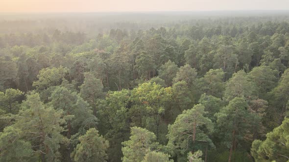 Aerial View of a Green Forest on a Summer Day