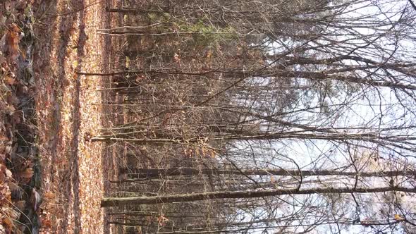 Vertical Video of Trees in the Forest in Autumn