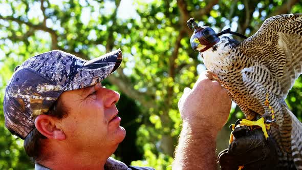 Man training a falcon eagle