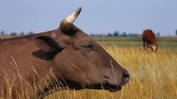 Cow Lies in the Meadow . Close Up