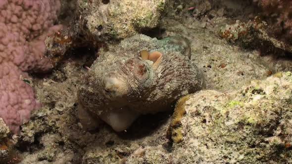 Octopus walking over coral reef at night