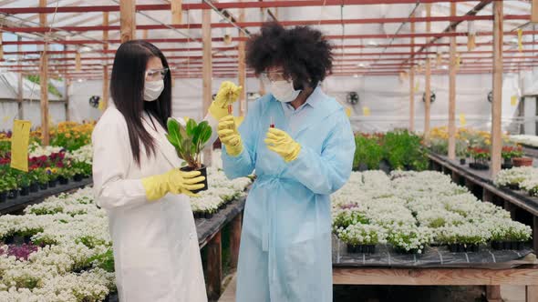 Talented African American Biologist Mixing Abiotic Liquid in Test Tubes and Inject It in Plant