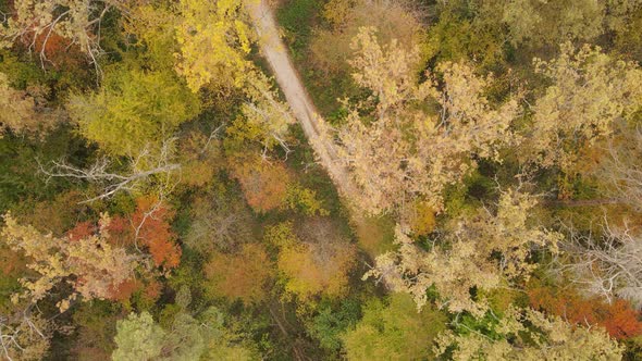 Forest Beautiful Landscape in an Autumn Day