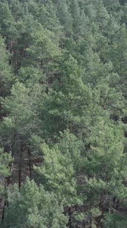 Vertical Video of Pine Forest Aerial View Slow Motion