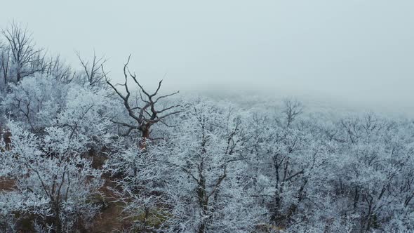 Natural view of white forest in winter. Beautiful trees covered with snow in the forest.