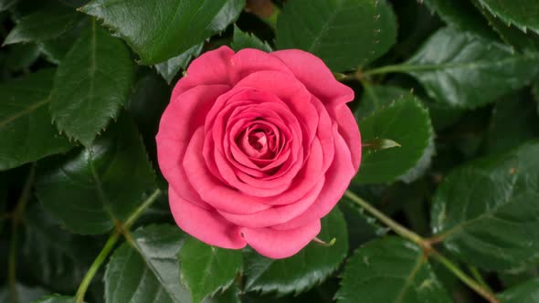 Pink rose growing flower in time lapse