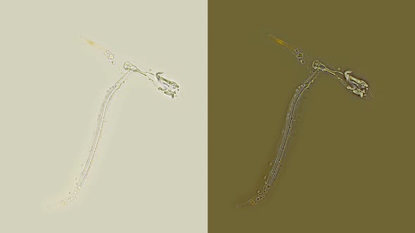 Under a Microscope, Plankton and Zooplankton, Appendicularia Belong To the Pelagic Tunicata Tunicata