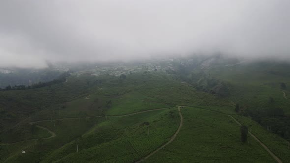 Aerial view of foggy mist tea plantation in Indonesia