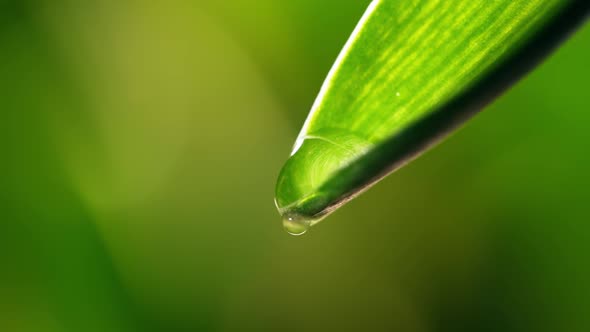 Drop of Dew Falls From a Leaf