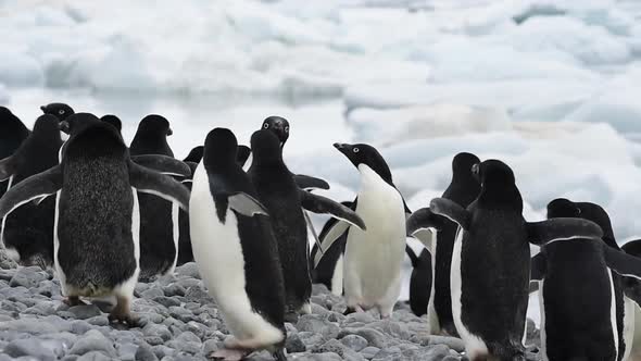 Adelie Penguins Walk Along Beach