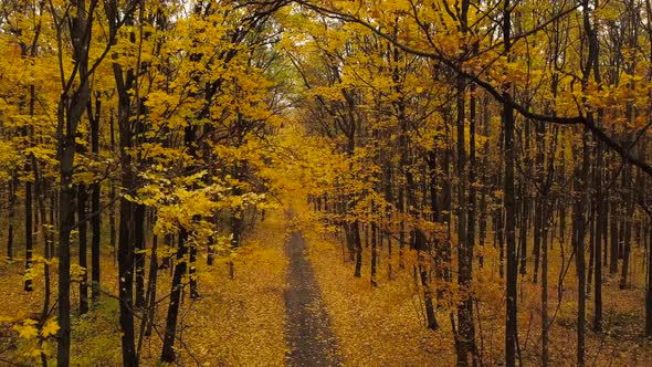 Flight Along a Path in a Scenic Autumn Forest