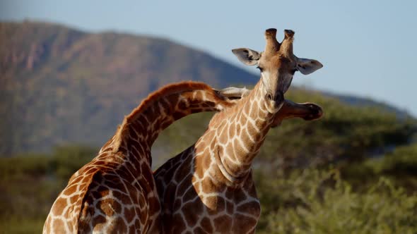 Two Giraffe Necking and Fighting for Dominance Over Herd of Females in Early Morning Light